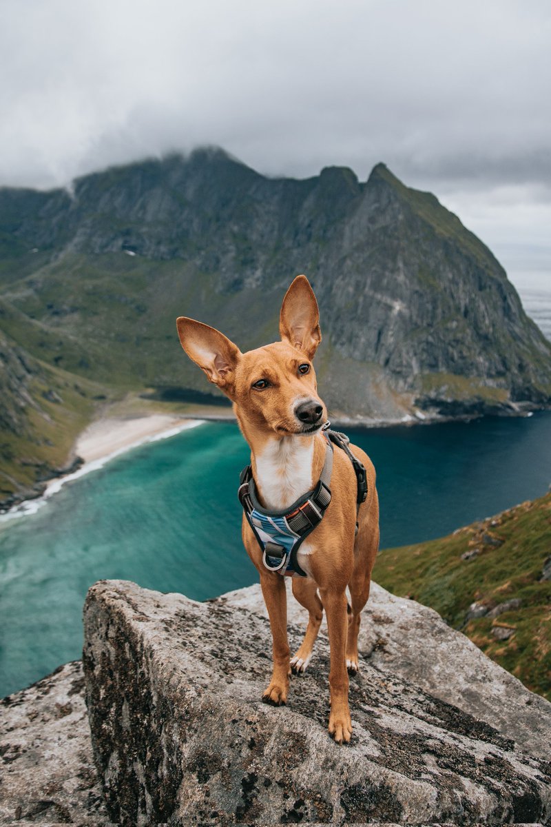 This hike😍 This day😍 And this dog😍 #throwback #twitterdogs
#twitterdogcommunity