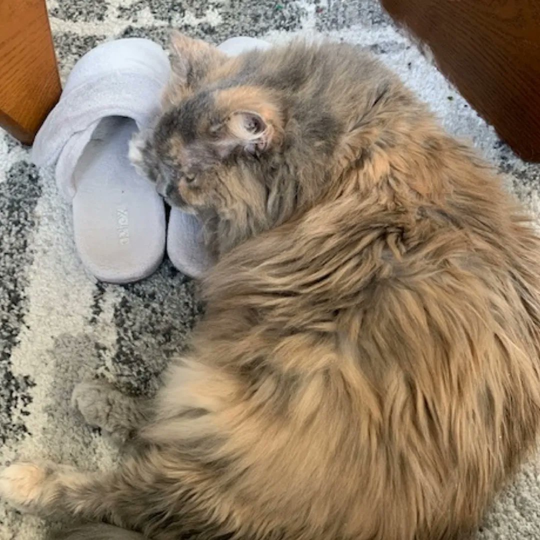 FootSolutionsBC's tweet image. Yes, not just our clients love #footsolutions products. Truffles cozying up to a pair of #Aetrex Mandy slippers. Got a picture of you sporting our goods? Message it to us with your name and address and you could win a $50 gift card if your photo gets featured on our social feeds!