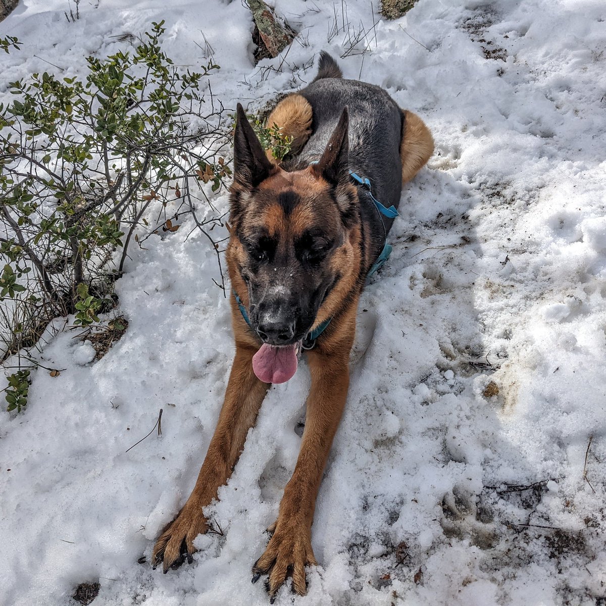 FragolRoc's tweet image. Went on a small adventure today. Still some snow up in the mountains east of San Diego.