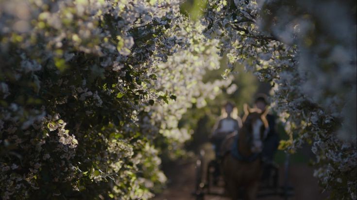 thatmentallyill's tweet photo. The beauty of the world in Anne with an E https://t.co/wox3wjdy6u
