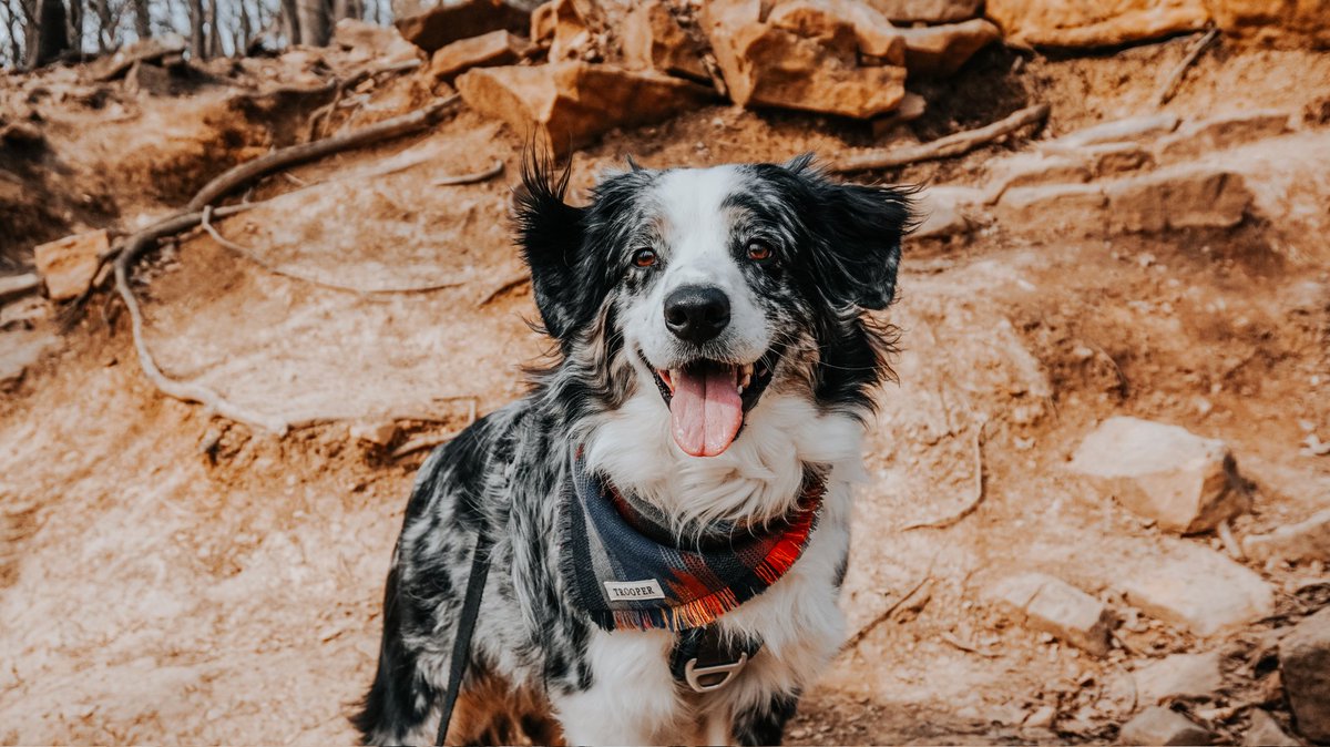 Trooper | Shay tweet media