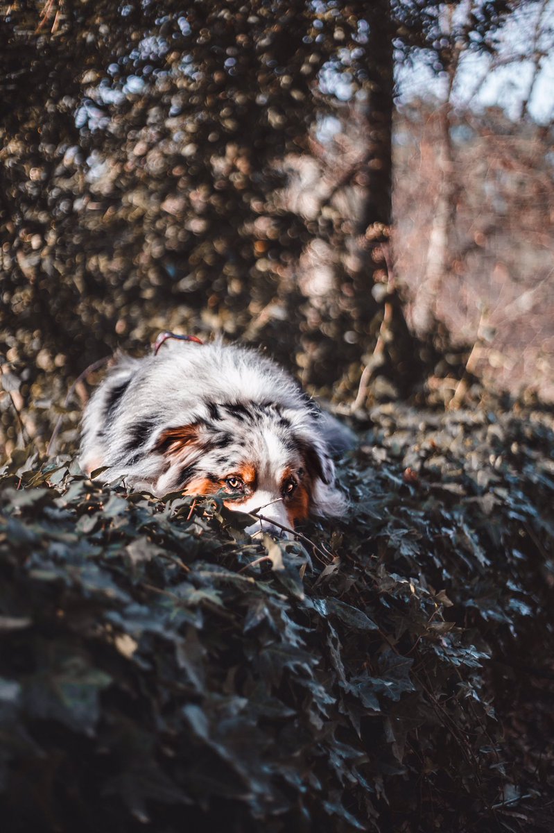 Hiding from Monday 👀🙈 #twitterdogcommunity #DogsofTwittter #dogsofinstagram #dogsontwitter #australianshepherd
