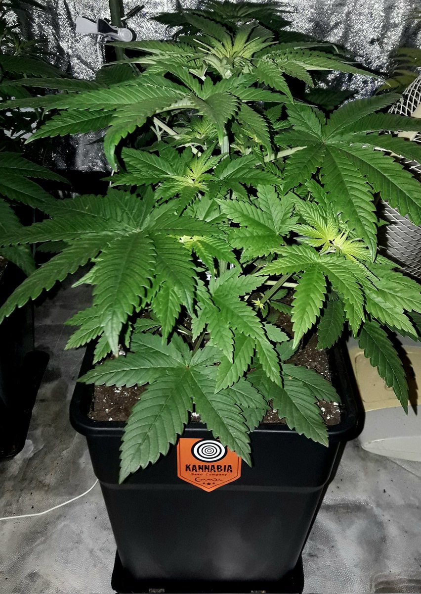AdrycManellson's tweet photo. A #TimeLap over #GelatoK @Kannabia_Samen by my Fairy @INMAQ16 on #PureTent #RefPet @ThePureFactory_ by @DPlantasur #Sust #SublimeMix @ProXL_Spain and #Fertilized with her #OrganicRange #SailingTheGreenSea,
#SettingTrend in #AdrycsCove, where #HempIsLife like #GreenIsLife...🧚♂️😎 https://t.co/Dh4OsdFduq