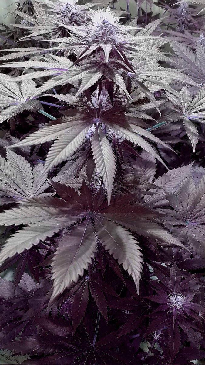 AdrycManellson's tweet photo. A #TimeLap over #GelatoK @Kannabia_Samen by my Fairy @INMAQ16 on #PureTent #RefPet @ThePureFactory_ by @DPlantasur #Sust #SublimeMix @ProXL_Spain and #Fertilized with her #OrganicRange #SailingTheGreenSea,
#SettingTrend in #AdrycsCove, where #HempIsLife like #GreenIsLife...🧚♂️😎 https://t.co/Dh4OsdFduq