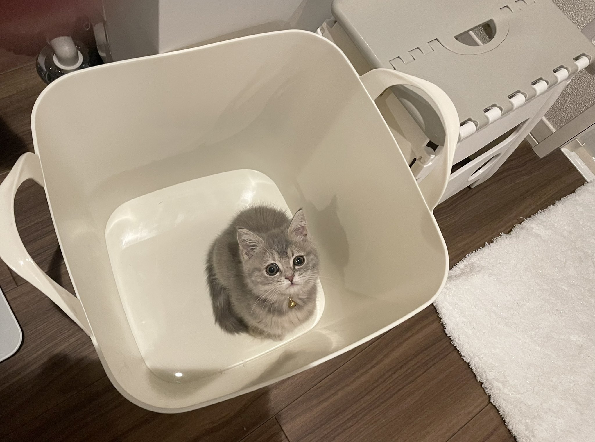 かわいい子猫 Twitter Search Twitter