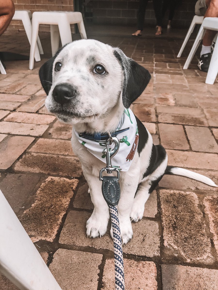 Keeper: 🥺 
Me: yes Keeper, you can have absolutely anything you want 😭😍💕 #twitterdogcommunity #dogsoftwitter