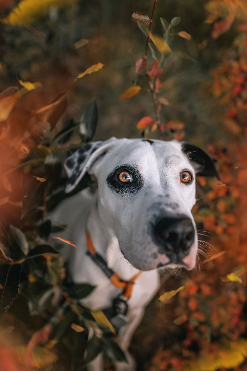 Donnyandpetey | Victoria tweet media