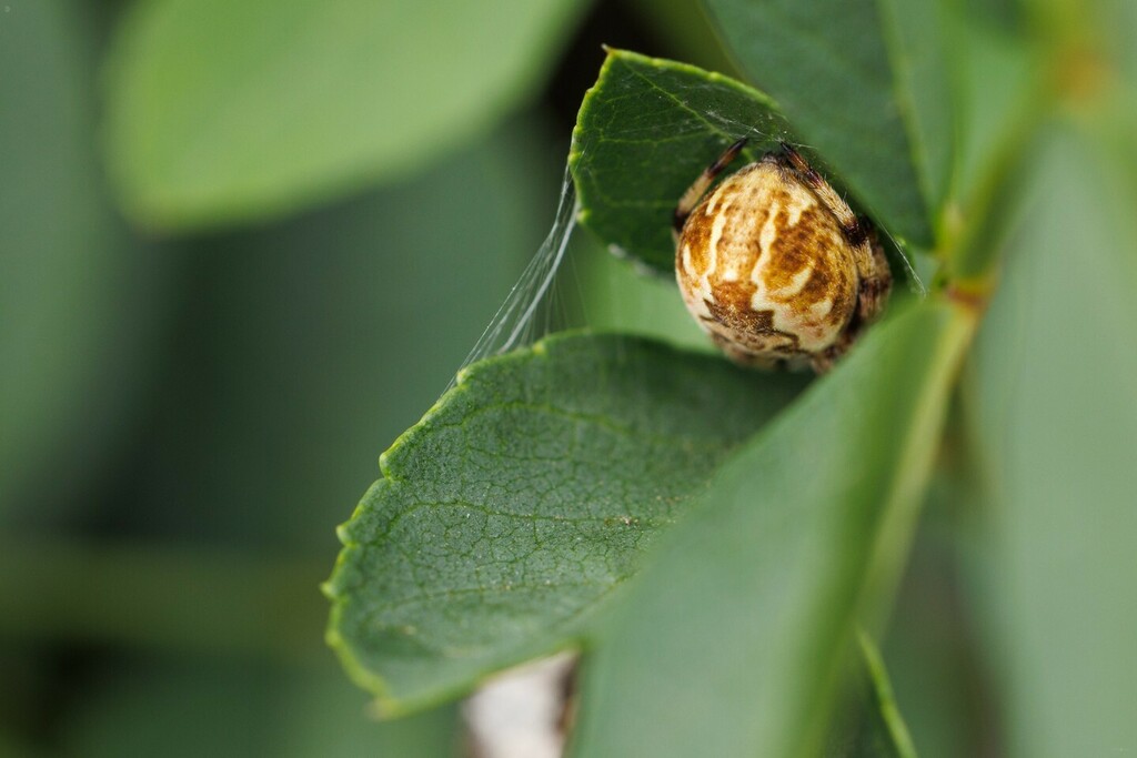 dawnstarcamera's tweet photo. Spider butt, spider butt, why doesn’t Spider Man fire webs out of a spider butt?

This chonky little spider has been hanging out in this same plant for a few days now and this is the best angle I can get on them without disturbing them. I’ll keep an eye … https://t.co/1X96aoWkmB https://t.co/uJzrxv892i