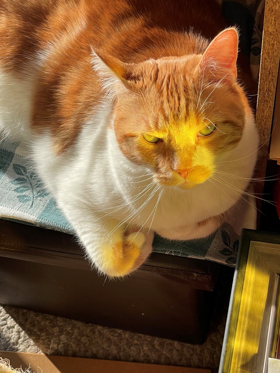 I'm a very mischievous cat at times.
#catsofinstagram #cats #SundayThoughts #bright #sophnbeanpetcare #BeKindAlways