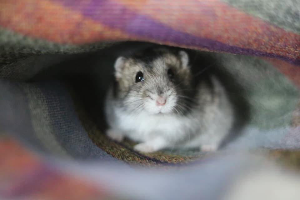 Little Appreciation Post For My Dwarf Ham who was PTS early this month! 💙 #hamster