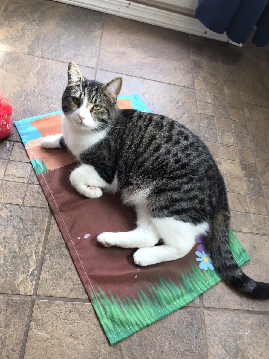 AshleyBrayBooks's tweet image. This gives me all the Inside Cat vibes. 😻
Brendan Wenzel books are some of my all time favorites!
#CatsofTwittter #Caturday #InsideCat #kidlit #books