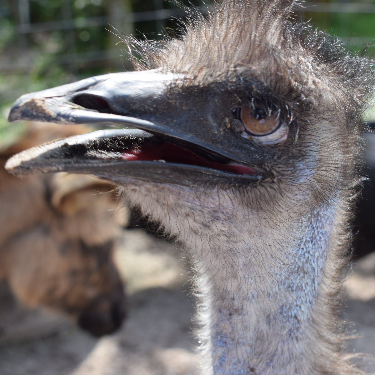 Brilliant_Pics's tweet photo. Not sure, but I think I may have gotten a tad too close to this emu. No, I wasn't working on a Liberty Mutual commercial!🙃

#birds #photography #birdphotography #NaturePhotography https://t.co/xI30Odidc9