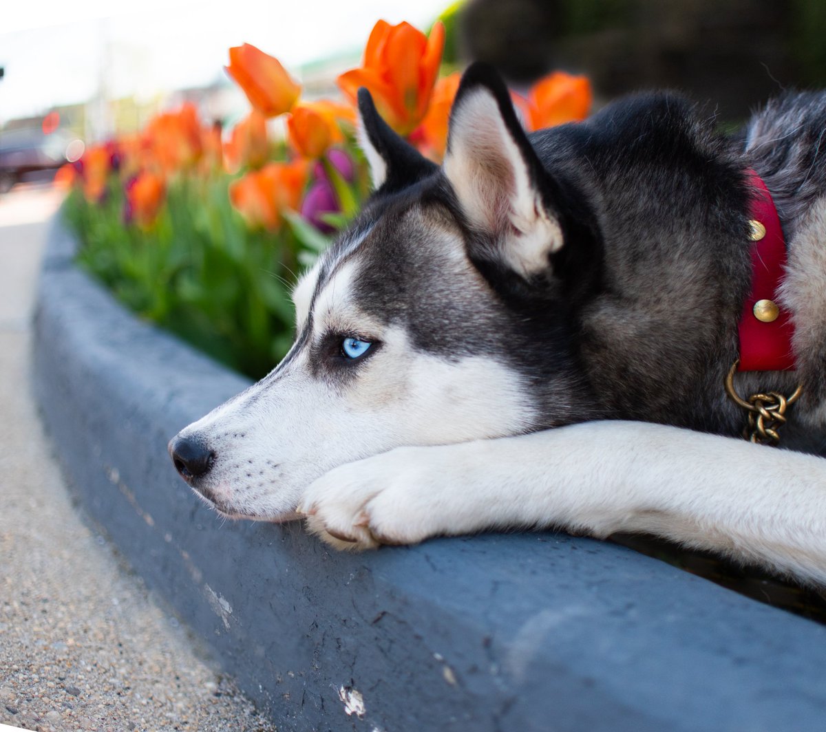 Husky Snow Pack tweet media