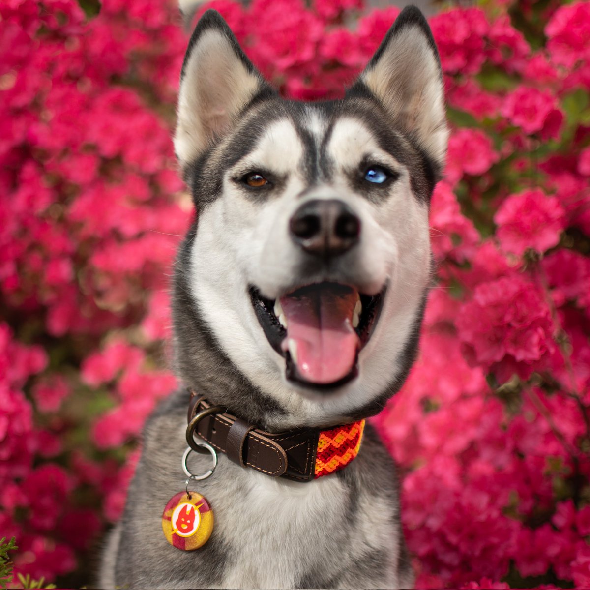 Husky Snow Pack tweet media