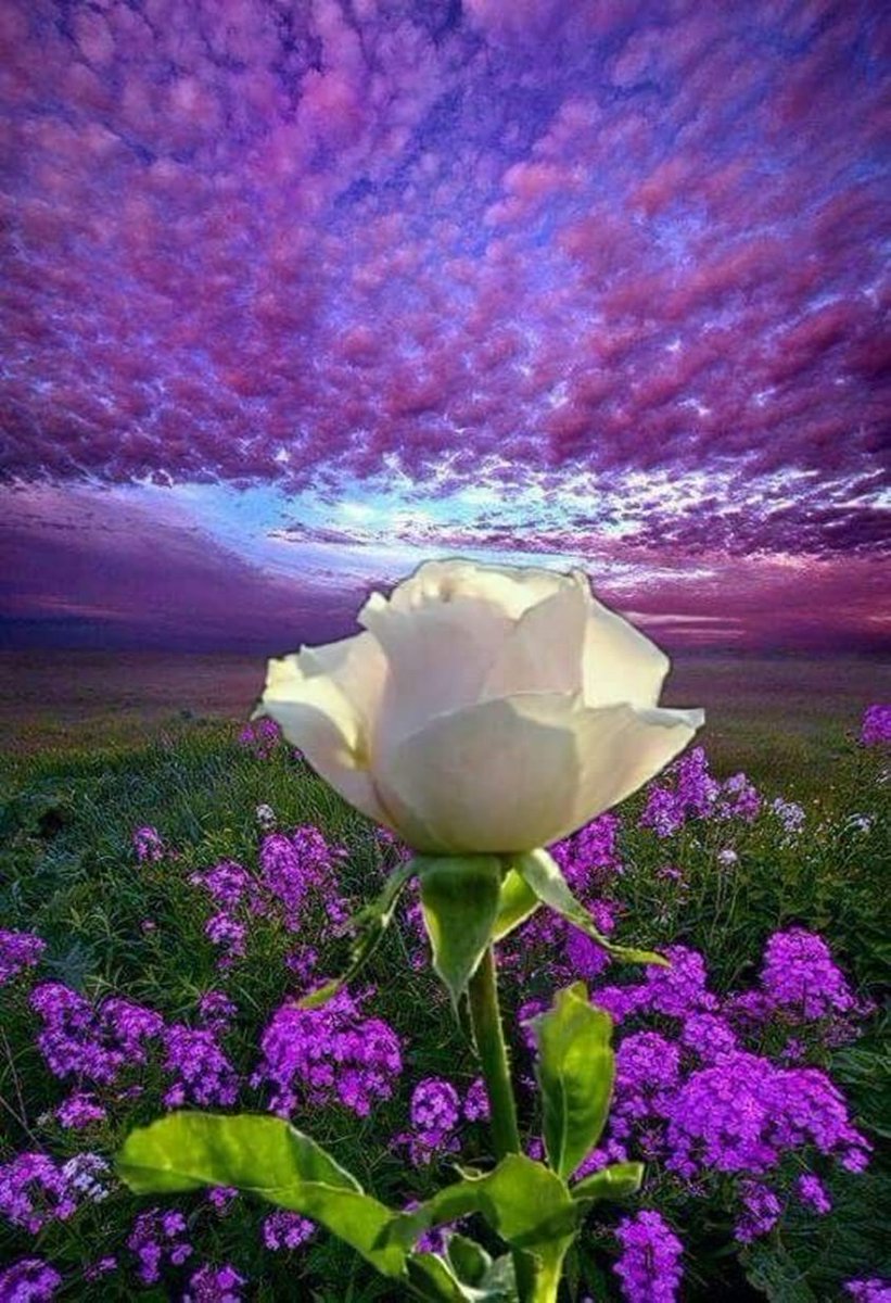 Good morning 💜🌴💚💜🌴💜