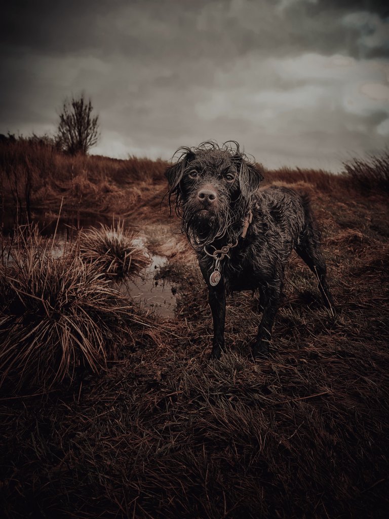 #twitterdogcommunity #dogs #newtotwitter #DogsofTwittter #dogsofinstagram #twitterdogs