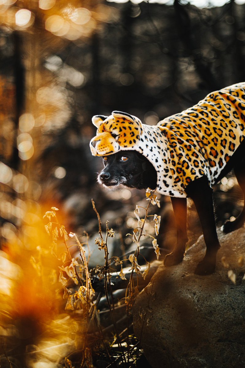 ↤ T Ö V Λ ↦ tweet media