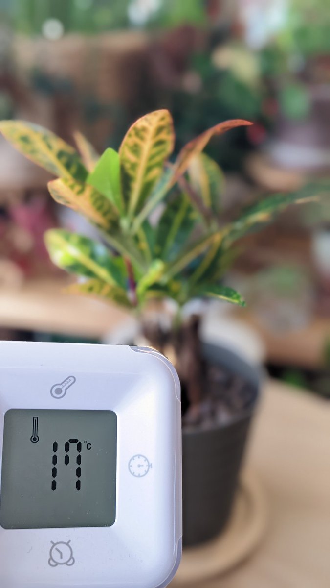 PLAPLAPLAAAAANS's tweet photo. クロトン
水やりは一昨日に植替えとともに。
明るい日陰に置いてる。緑一色の新芽が出たがこのあと模様が出るのだろうか。

#houseplants #plants #overwintering
#Codiaeum https://t.co/dDJZV7Erj4