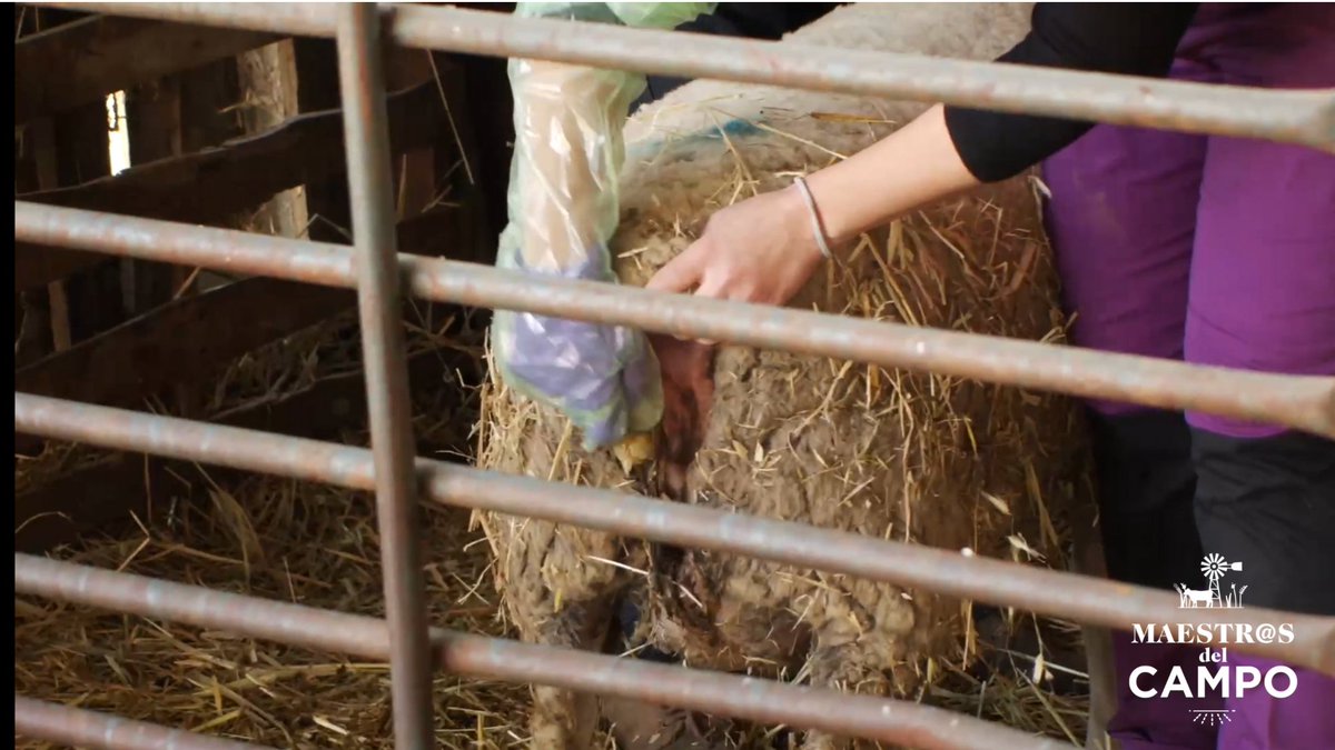maestroscampo's tweet photo. 🔴 EN DIRECTO en 
 https://t.co/438l7wwOG5
Momento delicado para el animal y para el bebé.
 Pero Vero actúa rápido y con delicadeza. 
Está a punto de nacer el borreguito 
¿Qué nombre le pondrá?
#ganadería #agricultura #Campo #Extremadura https://t.co/TH5hgaepc5