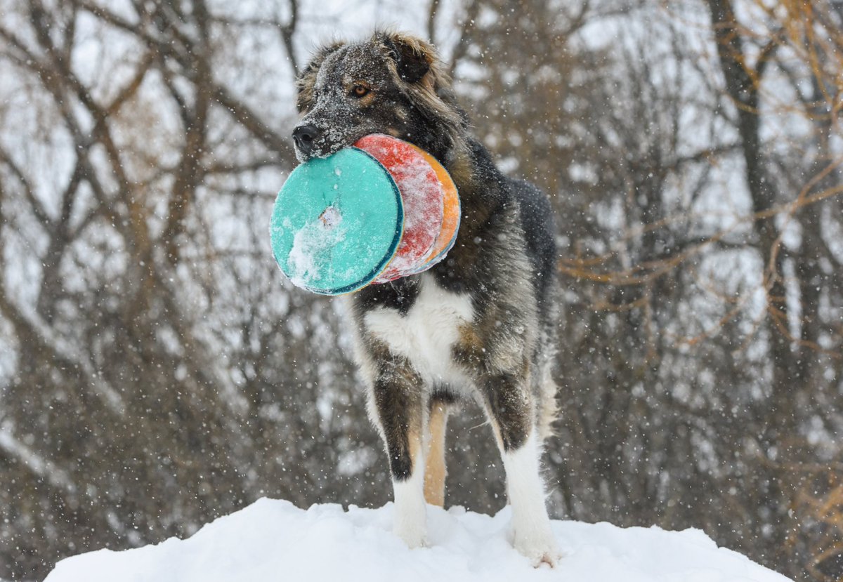 resqbear's tweet photo. When one (or even two) is never enough! @ruffwear #dogsofinstagram #twitterdogcommunity #twitterdogs #DogsofTwittter #RescueDogs #rescuedog https://t.co/dxXpqIBMsW