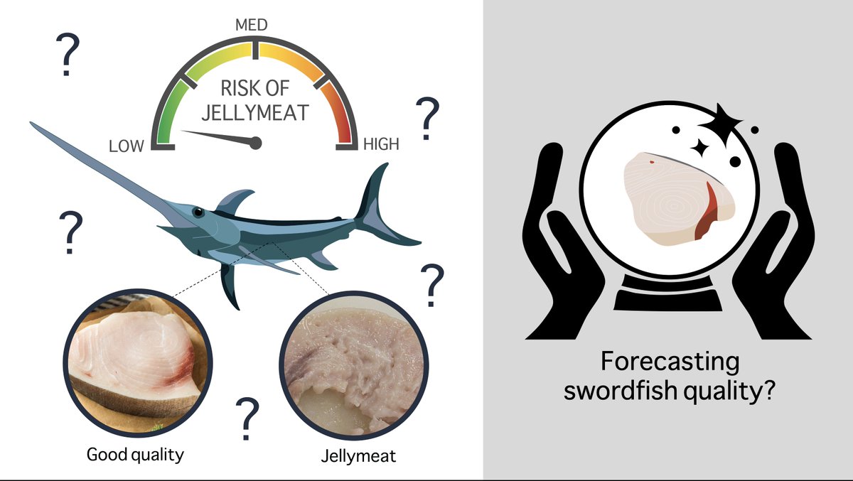 Jessica Bolin (@drjessbolin) on Twitter photo We're presenting an update on our work on forecasting jellymeat in swordfish off Eastern Australia at #OSM22. Live at 09:15 ET, 3/3/22, Room 18 in the 'Climate Impacts on Marine Fish, Fisheries and Protected Species' session. <a href="/KylieScales/">Dr. Kylie Scales</a> <a href="/prof_schoeman/">David Schoeman</a> <a href="/eclecticsoup/">karen evans</a> <a href="/AGU_OS/">AGU Ocean Sciences</a> We're presenting an update on our work on forecasting jellymeat in swordfish off Eastern Australia at #OSM22. Live at 09:15 ET, 3/3/22, Room 18 in the 'Climate Impacts on Marine Fish, Fisheries and Protected Species' session. <a href="/KylieScales/">Dr. Kylie Scales</a> <a href="/prof_schoeman/">David Schoeman</a> <a href="/eclecticsoup/">karen evans</a> <a href="/AGU_OS/">AGU Ocean Sciences</a>