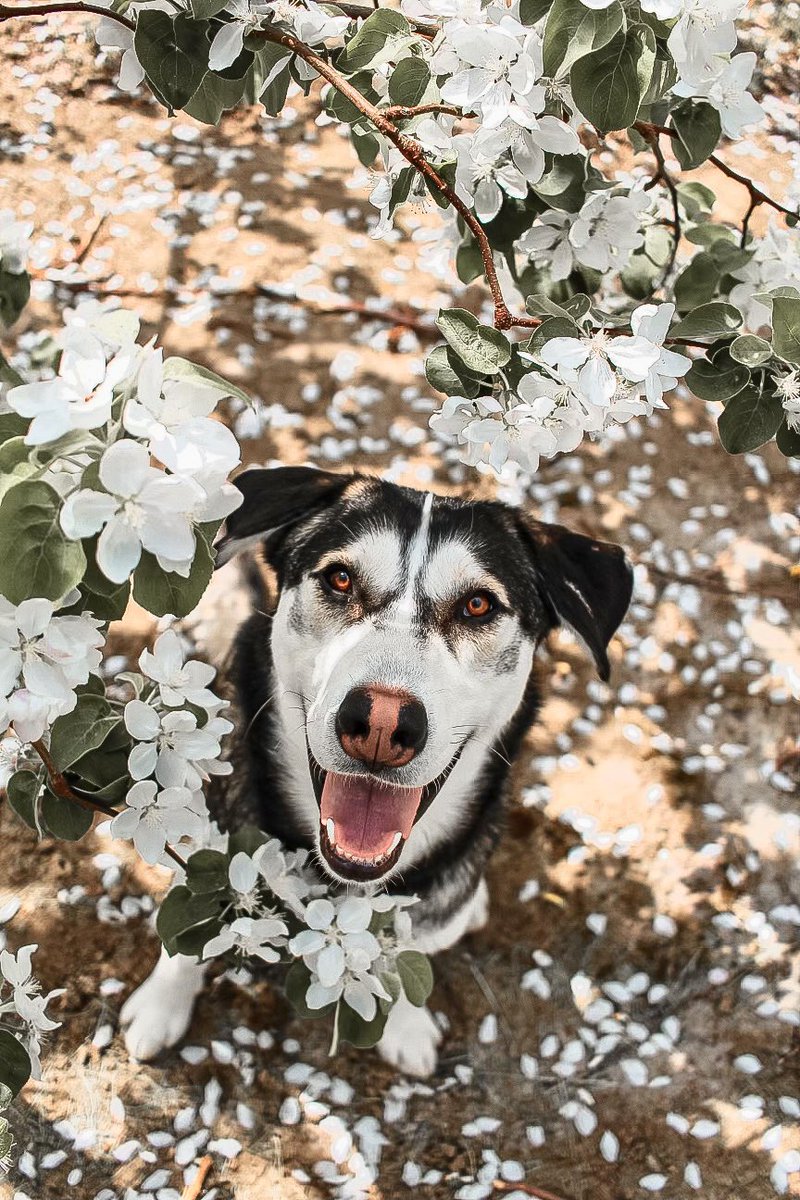 <a href="/HuskySnowPack/">Husky Snow Pack</a> Apple trees in bloom are just 😍🍎