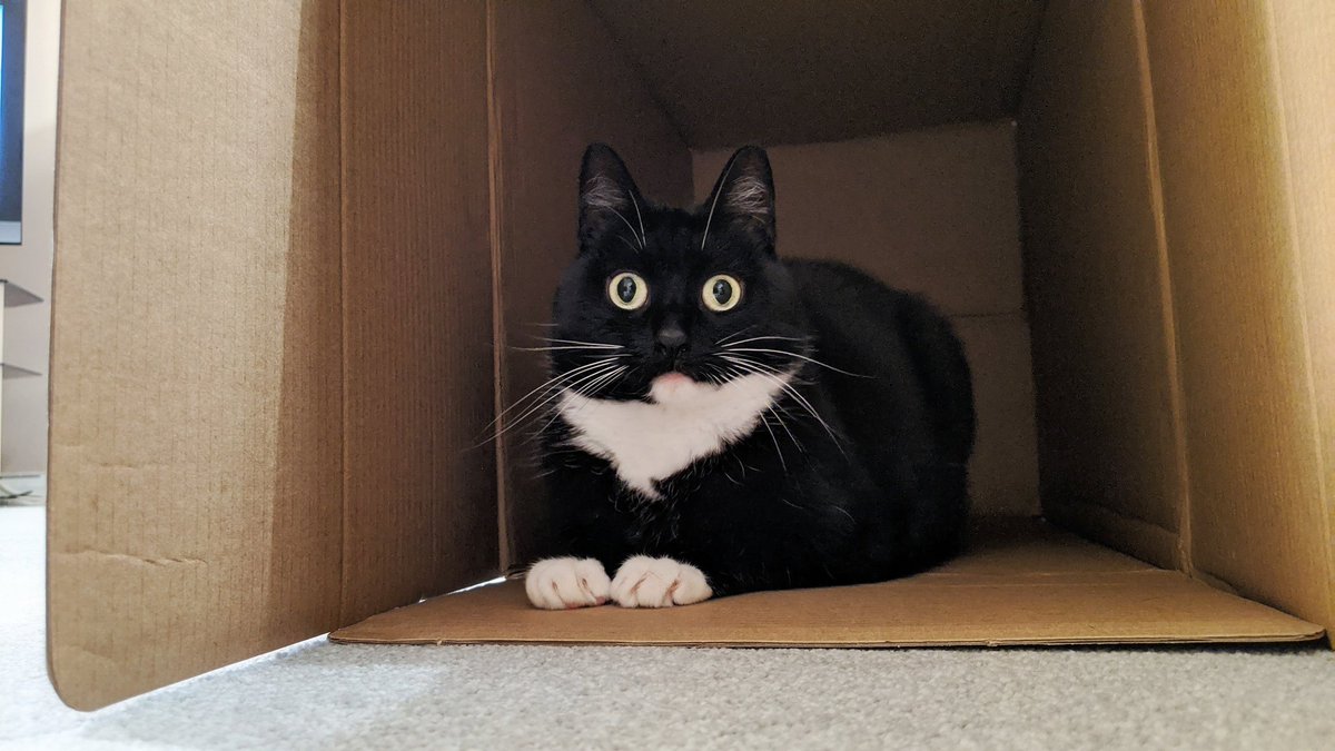 CuriousZelda's tweet photo. I used to be a wealthy cat
With many shares and stocks
I swapped it all for crypto coins
I now live in a box https://t.co/SzjiMCTnPE