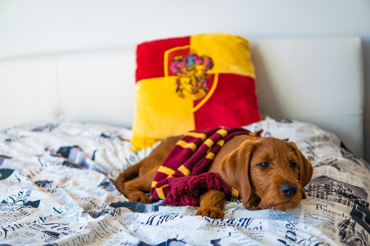 What house are you? I’m a #Gryffindog 🦁❤️💛

#dogphotography #dogsoftwitter #twitterdogcommunity #harrypotter #harrypotterdog #gryffindor #hogwarts #puppy