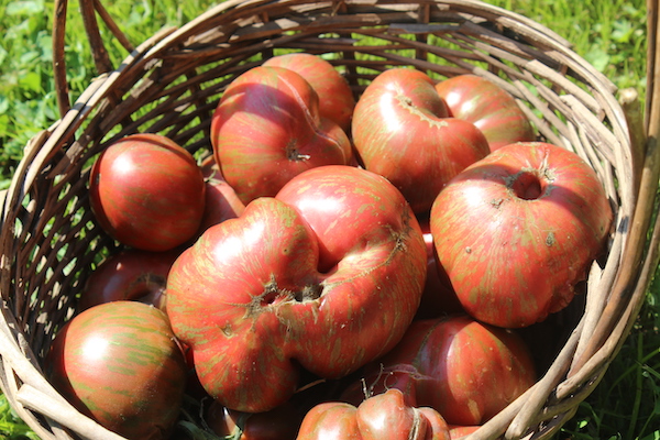 We can't say enough good things about the pink Berkeley tie-dye tomatoes from Baker Creek Heirloom Seeds! Shop with them until midnight tonight to support Ukraine: rareseeds.com