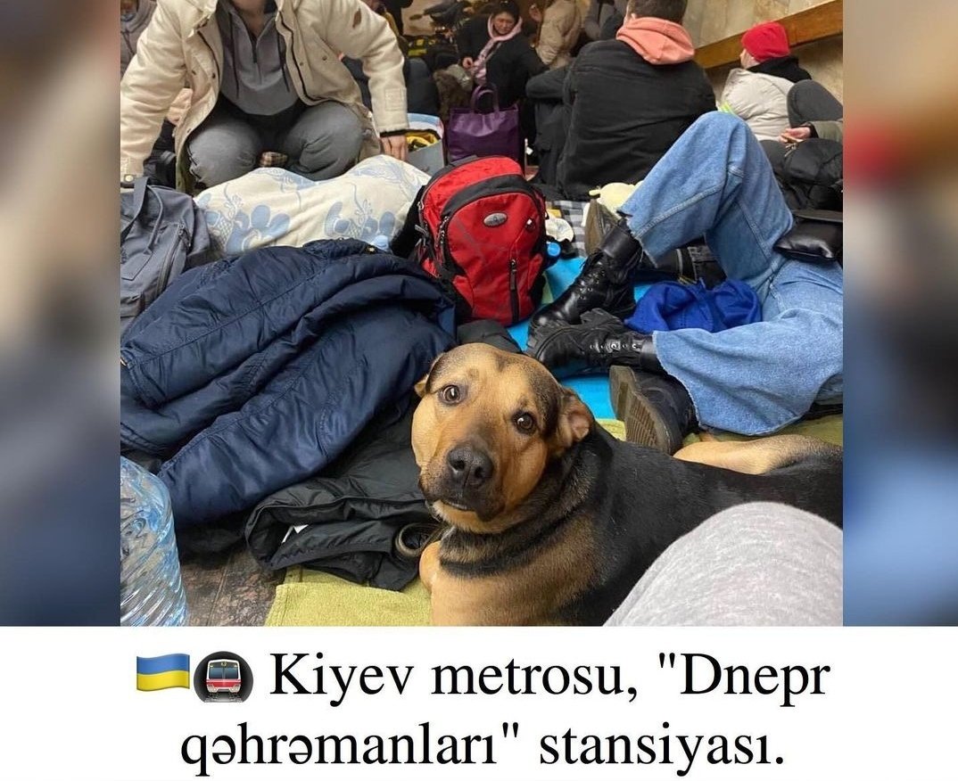 Bağışlayar mi Allah bizi? Əf edər mi bu qədər günahımızı? Sizə etdiyimiz zülmləri? O qədər böyük olar mı mərhəməti? Мы с вами Украина🇺🇦🇦🇿

#PrayForUkraine #Ukrania #Ukriane #SlavaUkraini #AzerbaijanStandsWithUkraine