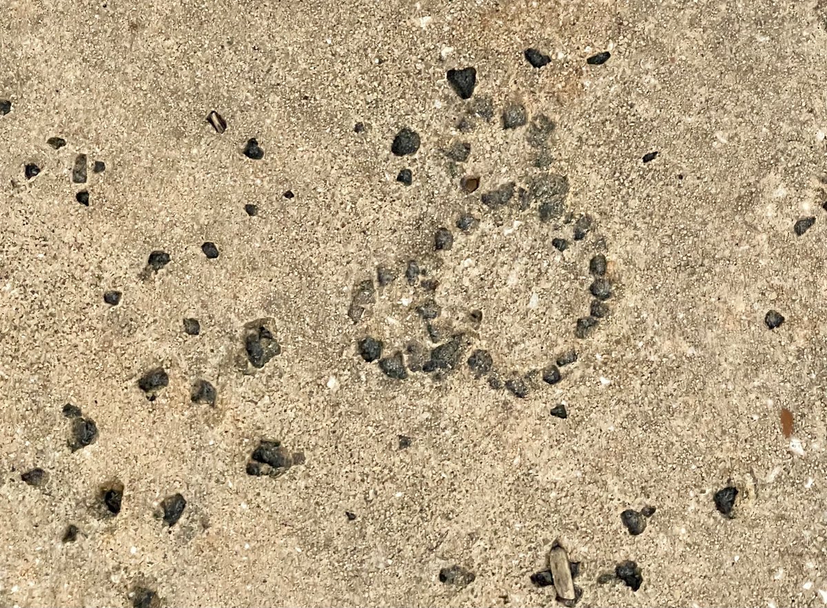 Donyale Vaughn tweet media