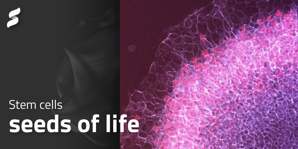 SentialG's tweet photo. #StemCells are the #regenerative building blocks and seeds of life. They enhance the #restorative prowess of living organisms. https://t.co/9eMLx6JMB2