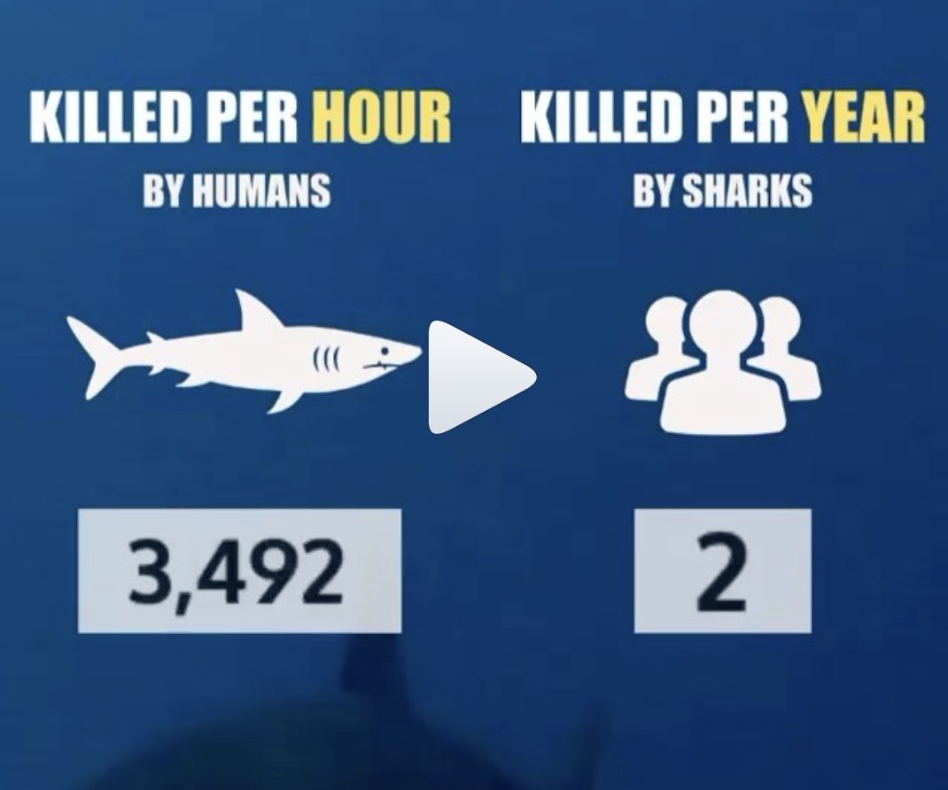 SamvHuss's tweet photo. @SyonaNR @envir400 I've been scared of sharks for way too long especially when they should really be the ones afraid of us! Here's an interesting graphic to consider from @/connectforcause on Instagram https://t.co/7n57k0nKrX