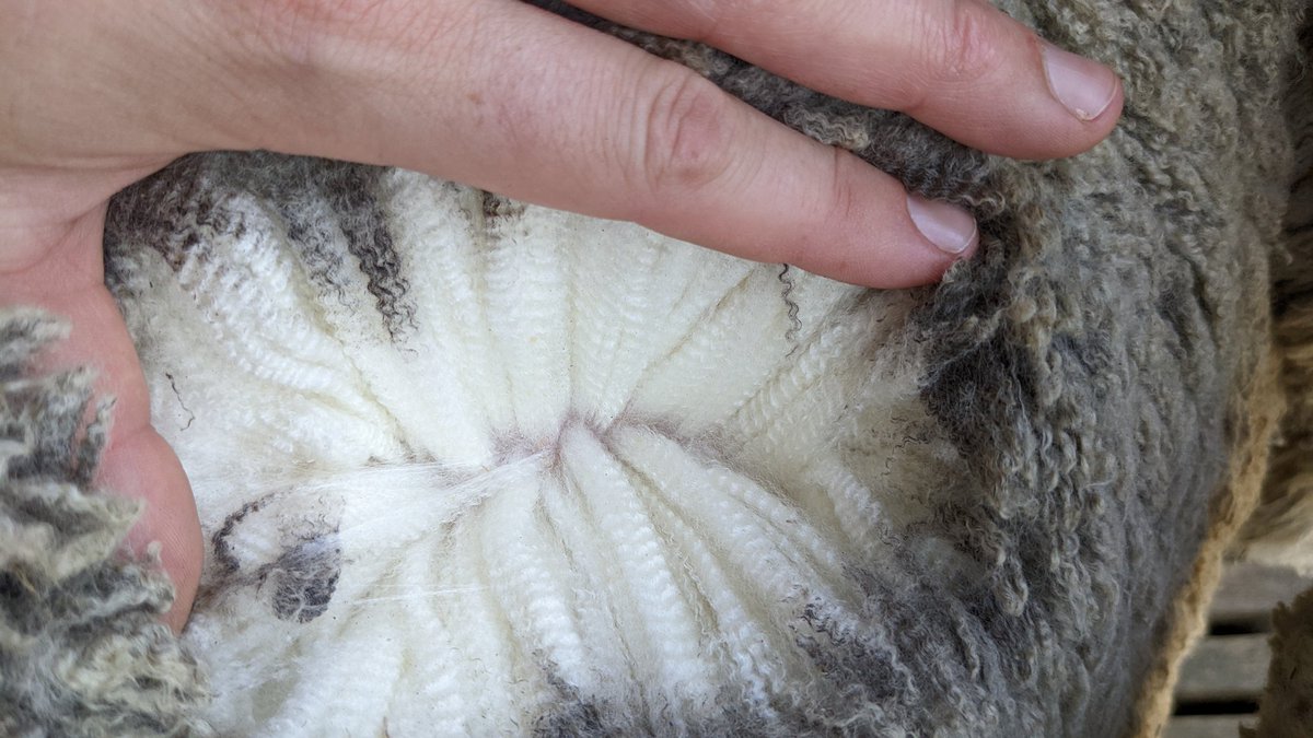 deep_dene_KI's tweet photo. Deep Dene Sire 19-0172 just shy of 5 months wool growth. 

Pretty exceptional home bred sire out of 17-0472! 

Has done his job for this 2022 mating season!!!
#raisedongrass #commercialconditions #merinosa #merino #wool #naturalfibres #matingseason #nofilterneeded https://t.co/0cJgt14GR6