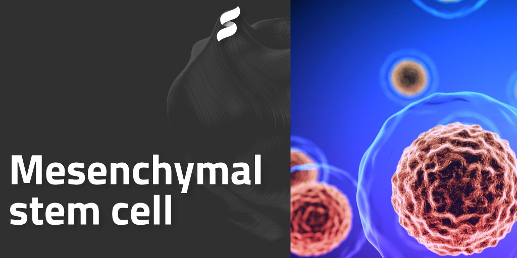 SentialG's tweet photo. The first #mesenchymalstemcells (MSCs) were discovered in the #bonemarrow and were shown to be capable of making #bone, #cartilage and fat cells. Since then, they have been grown from other #tissues, such as fat and cord blood. https://t.co/SNORIecwzU
