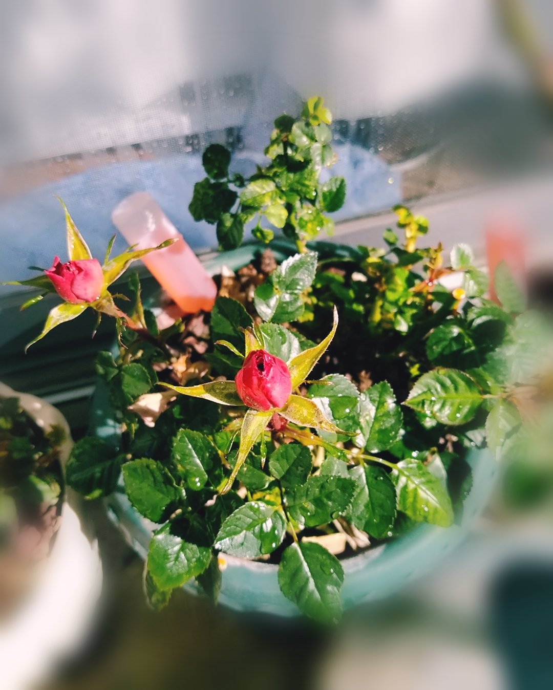 オステオスペルマムアキラ Twitter Search Twitter