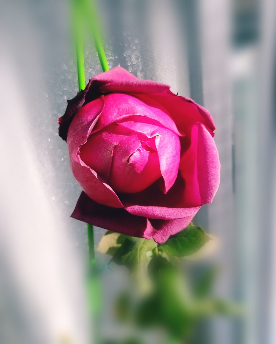 オステオスペルマムアキラ Twitter Search Twitter