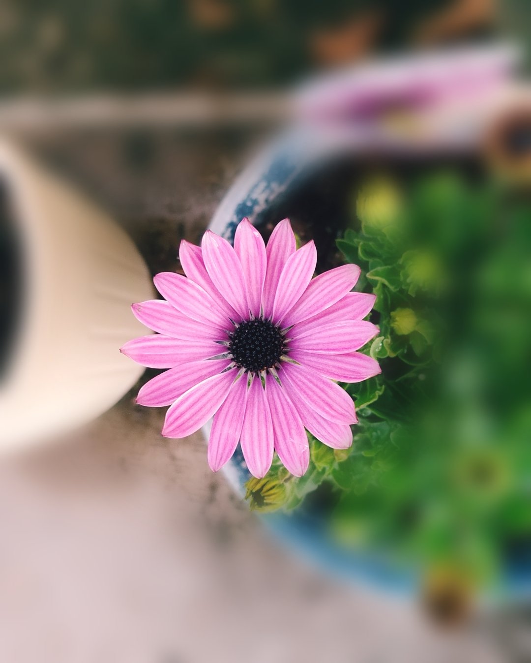 オステオスペルマムアキラ Twitter Search Twitter