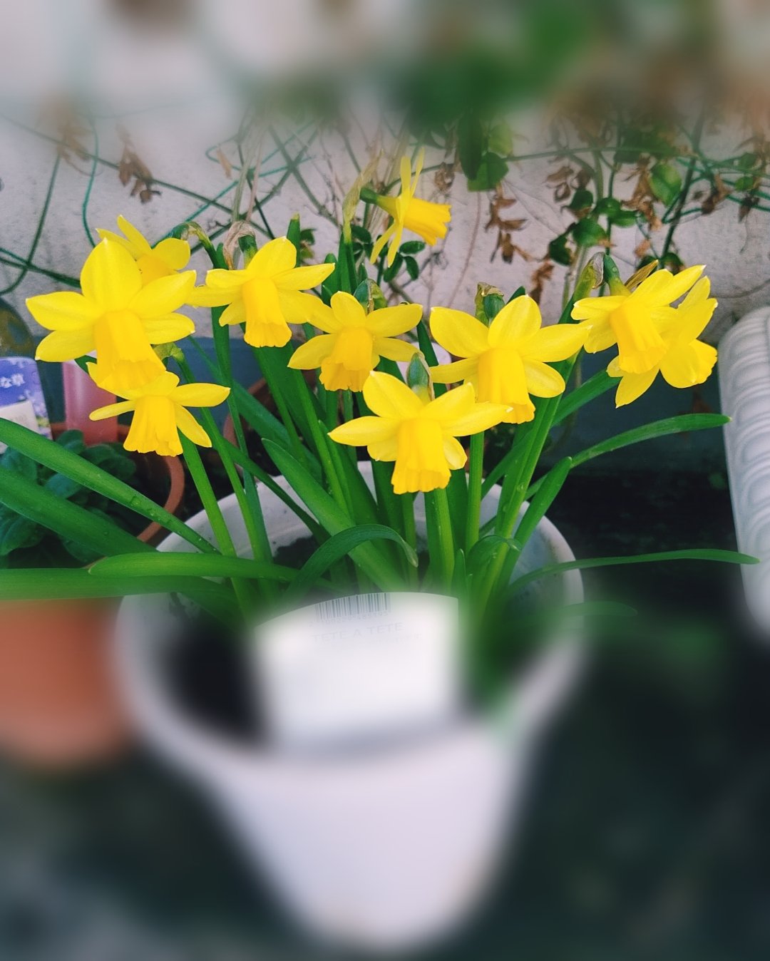 オステオスペルマムアキラ Twitter Search Twitter