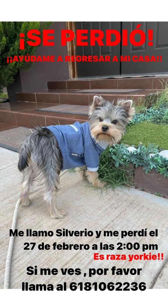 #ServicioSocial Ayúdanos a localizar a este cachorro de nombre Silverio. Se extravió el pasado 27 de febrero. Cualquier información comunicarse al 618 1062236. #Durango