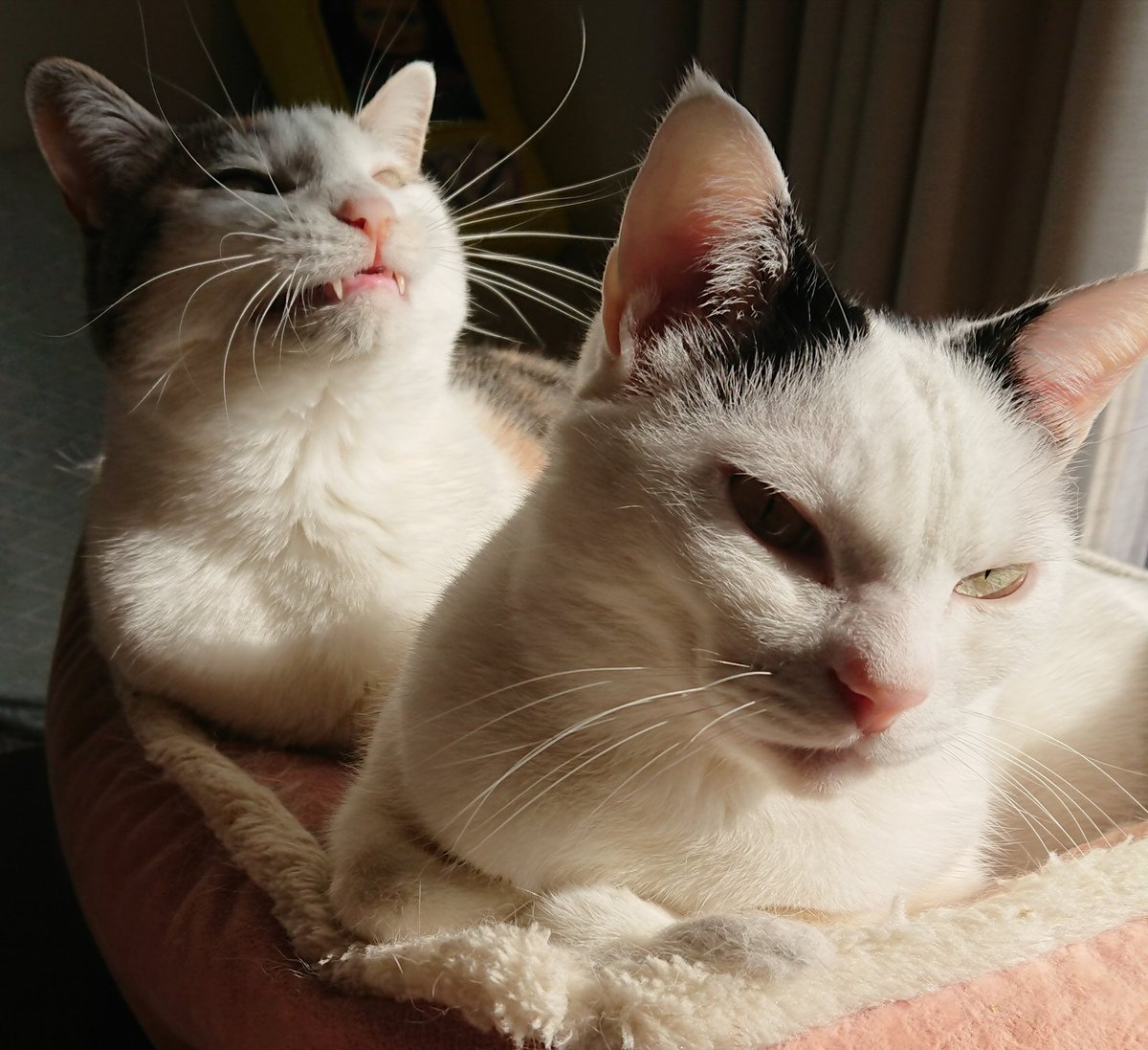 netgeekAnimal's tweet photo. 人相が悪いときと良いときのギャップが激しい | netgeek https://t.co/zQzoo3sQG5 https://t.co/W7cSwhmFG7