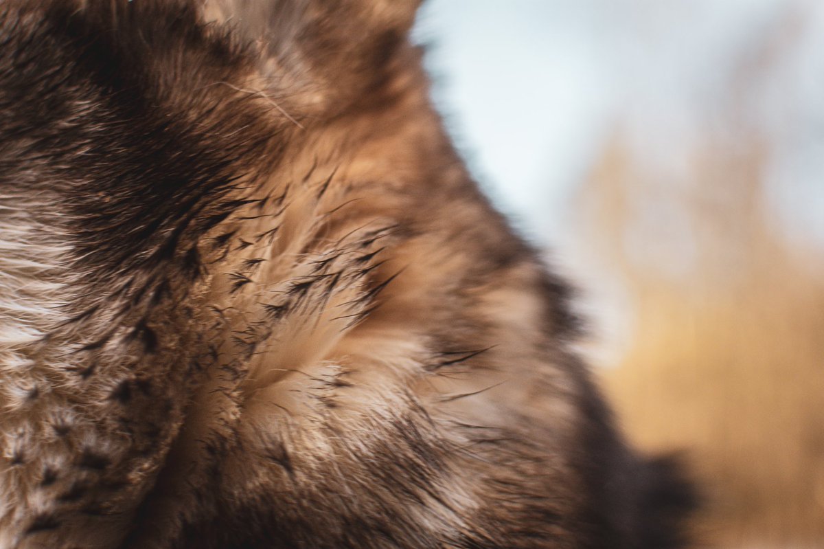 Mahala C tweet media