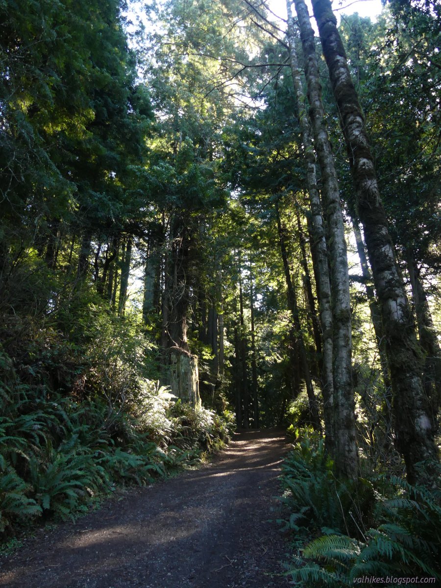 hikingchemist's tweet photo. One last hike in the community forest for a while.
https://t.co/2bCykJGC5b
#hiking #dayhike #ArcataCommunityForest #California #forest #redwoods https://t.co/Cstfk0R5Lk