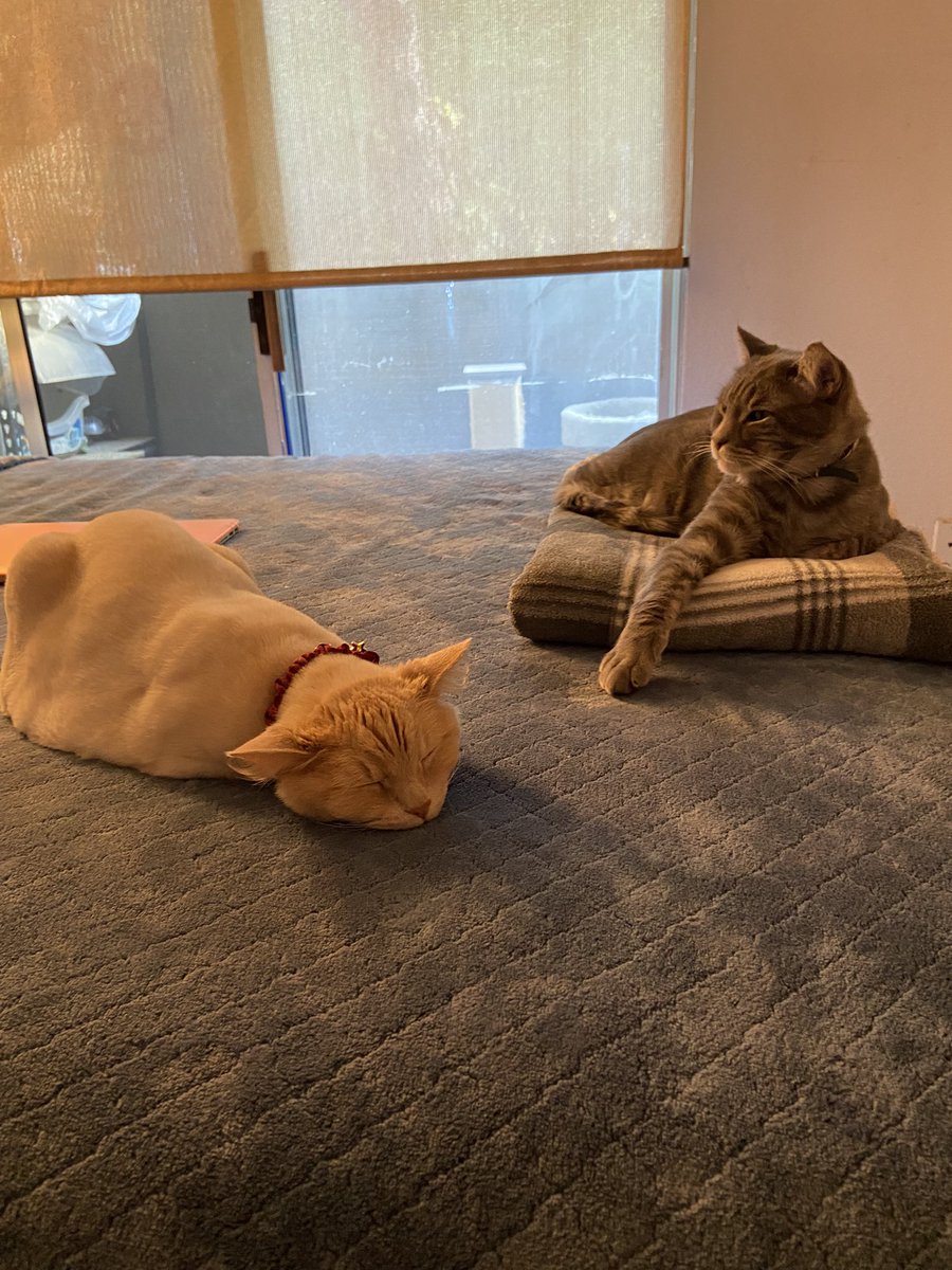 Sunday snoozing 💤