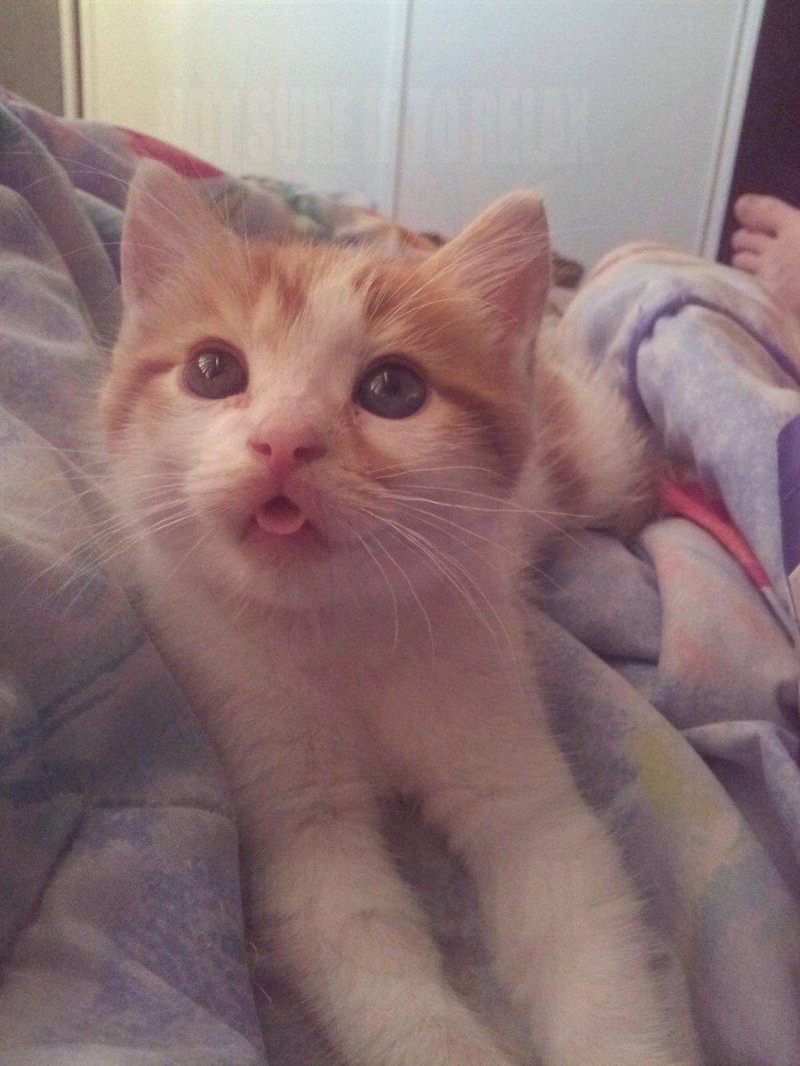 VincentRedStick's tweet image. harry.loveme.run
So ridiculous, funny and cute Let's laugh together and make our day better by watching these awesome kitties.Bet you will laugh your head off!