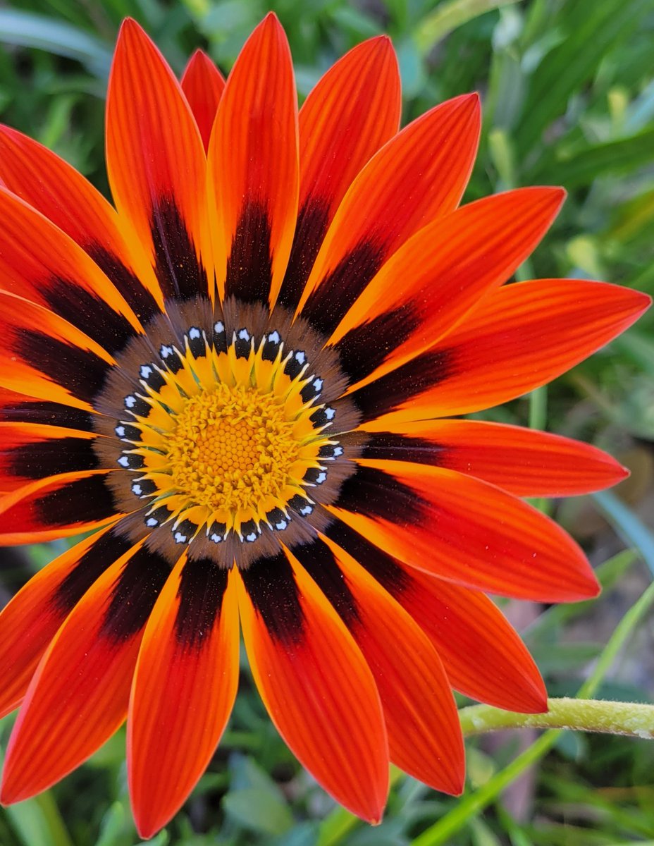 CandaceSotela's tweet photo. One of my favorite blooms are gazanias. 🖤 They all have such amazing patterns. #flower #garden #flowerhunting https://t.co/YXArkD1GBo