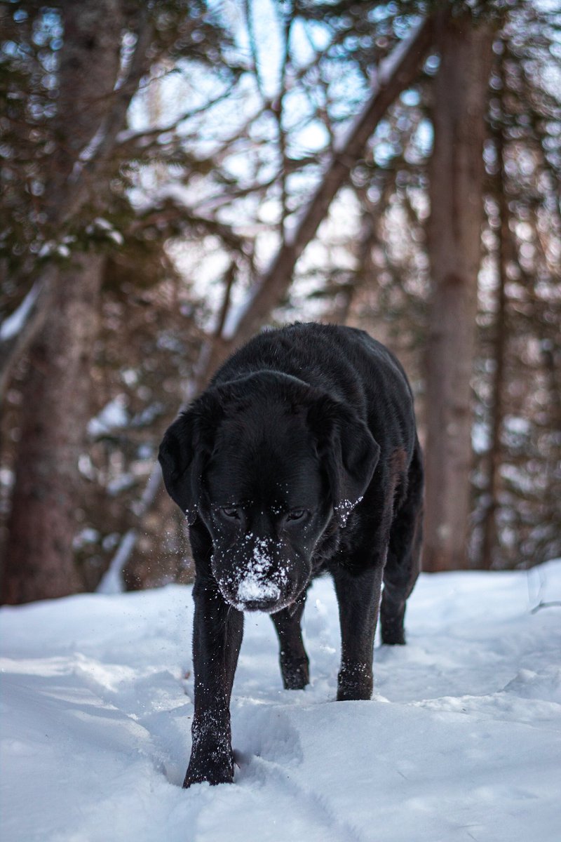 Snow beast mode - activated ❄️

#dogsoftwitter #dogtwittercommunity #DogsofTwittter #labradorretriever #NovaScotia #snowday