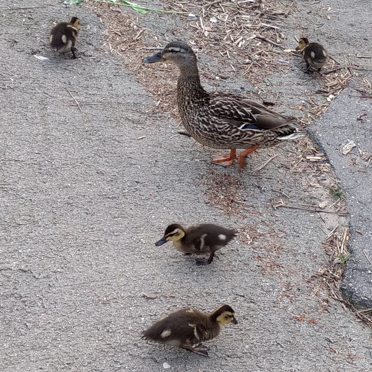 Brilliant_Pics's tweet photo. Proud Mom with ducklings.

#birds #birdphotography #birdwatching #photography #nature #NaturePhotography #wildlife https://t.co/CeLEk8ETiO