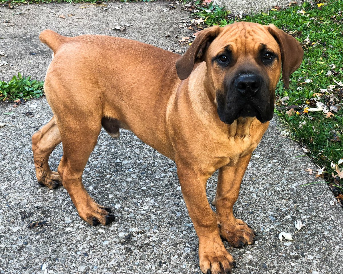 A sneak peek of what you'll get from us 💯💯. Top-quality Boerboels has been always our pride ever since. We just can't wait to share it with the world!

Youtube👉youtube.com/c/ExoticBoerbo…

#boerboel #boerboels #boerboelmastiff #boerboellove #southafricanboerboels