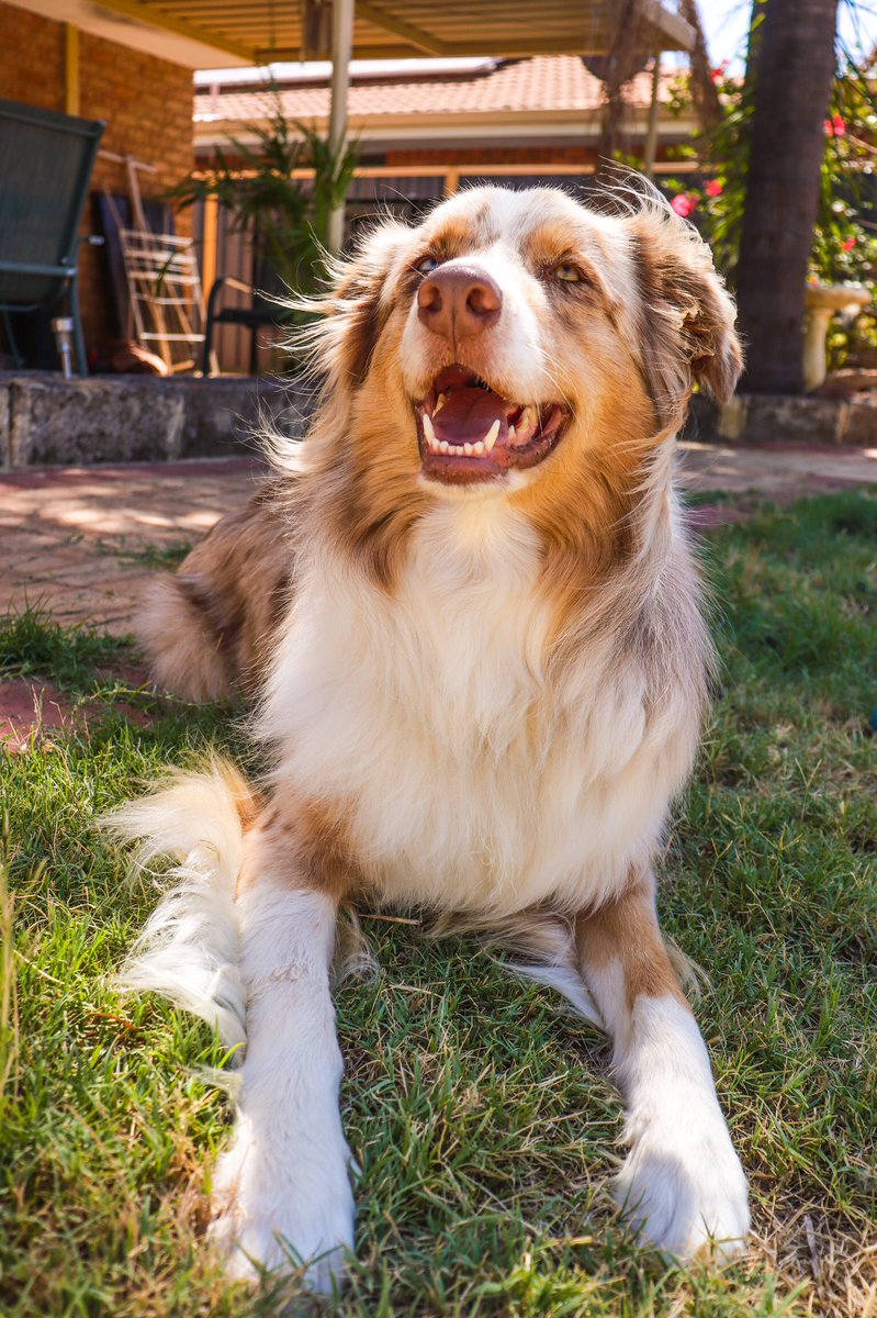 Good morning and happy Monday ☀️#twitterdogcommunity #dogsoftwitter